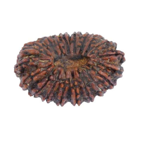 The Gallery Of Gemstones Natural 20 Mukhi Rudraksha Nepali Brown Beads Certified by Lab ??? ???? ????????? ??? ?? ??? Pure Bees Mukhi Rudraksha