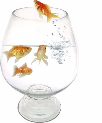 Aivyansh Crystal Glass Clear Wine Shape Fish Bowl Fish Pot Glass Fish Tank for Home/Office Decoration (Pack of 1) (10 inch) (B0BQRBBDYT) Amazon Price History, Amazon Price Tracker