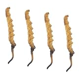 KOMBIUDA 4stücke Modell Cordyceps Modell Für Chinesische Kräuterkundler Shop Dekorationen Medizin Shop Pretend Arzt Ausrüstung