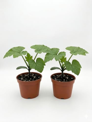 Grüne Zucchini Pflanzen 2er-Set (11cm Topf) Ertragreiche zarte Zucchinipflanzen für Garten & Hochbeet Robuste Gemüsejungpflanzen Plastikfreier Versand