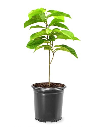 American Plant Exchange Paw Paw Tree Live 1-Gallon Pot Tropical-Looking Leaves Edible Fruit Banana-Pineapple-Mango Flavor Full Sun to Partial Shade Requires Multiple Trees for Pollination