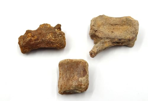 Lot of Fossil Dinosaur Vertebrae KEM KEM Morocco #18179