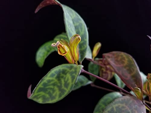 ROYAL LAND Aeschynanthus longicaulis Black Pagoda Lipstick Vine Rare 1 Live Plant