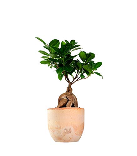 Ficus Ginseng Mini Altezza 36 cm, Pianta Vera, Pianta da Interno, con Vaso artigianale di Terracotta - Terracotta