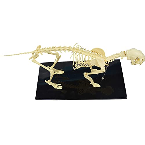 Modèle de squelette de chat AMITD taille standard avec base d'étude