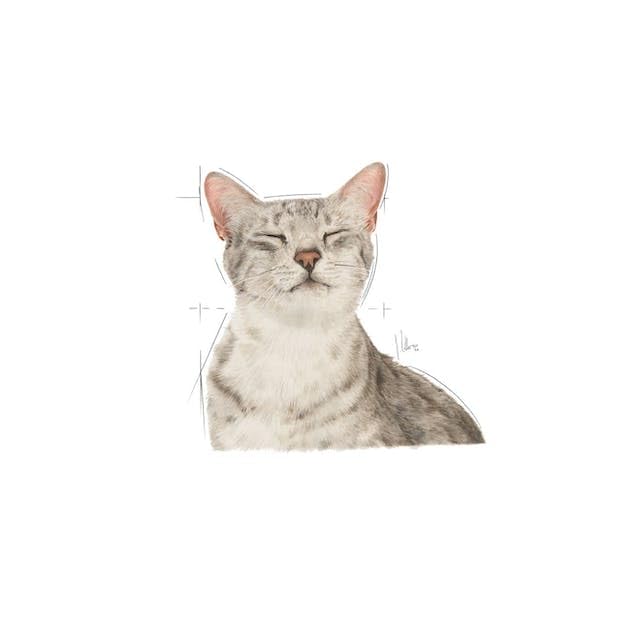 Royal Canin Sensory Feel Nassfutter in Soße für wählerische Katzen | 4er Pack | 4 x 12 x 85 g | Die besondere Textur kann dabei helfen das Mundgefühl von Katzen anzuregen