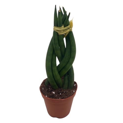 BubbleBlooms Braided African Spear in a 2 inch Pot Snake Plant Braid Spear Sansevieria cylindrica
