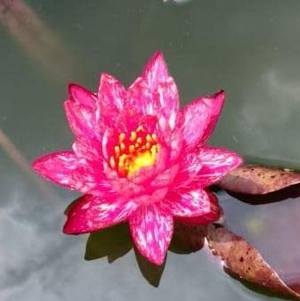 Ruckkuz - Waterlily Live Plant (Orange White) | Indoor | Outdoor | Aquatic Plant (B09YPX2TM7) Amazon Price History, Amazon Price Tracker
