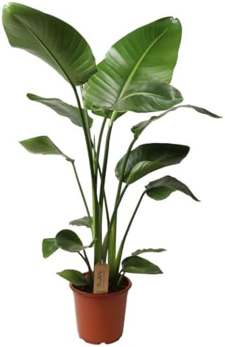 Plant in a Box - Strelitzia Nicolai - Pokon - Bird of Paradise fl...