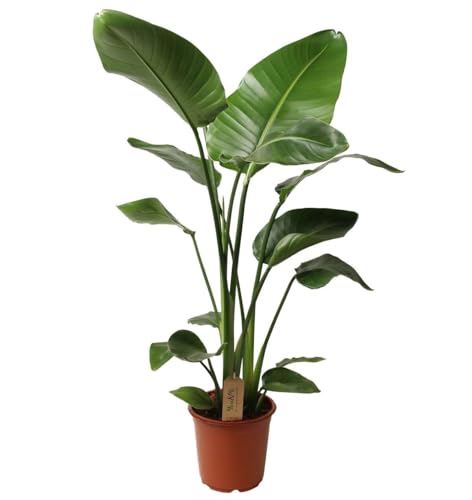 Plant in a Box - Strelitzia Nicolai XL - Pokon - Grande plante verte interieur vivante - Plante oiseau du paradis - Pot 21cm - Hauteur 90-110cm
