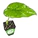 Alocasia Borneo King Elephant Ear Live Plant