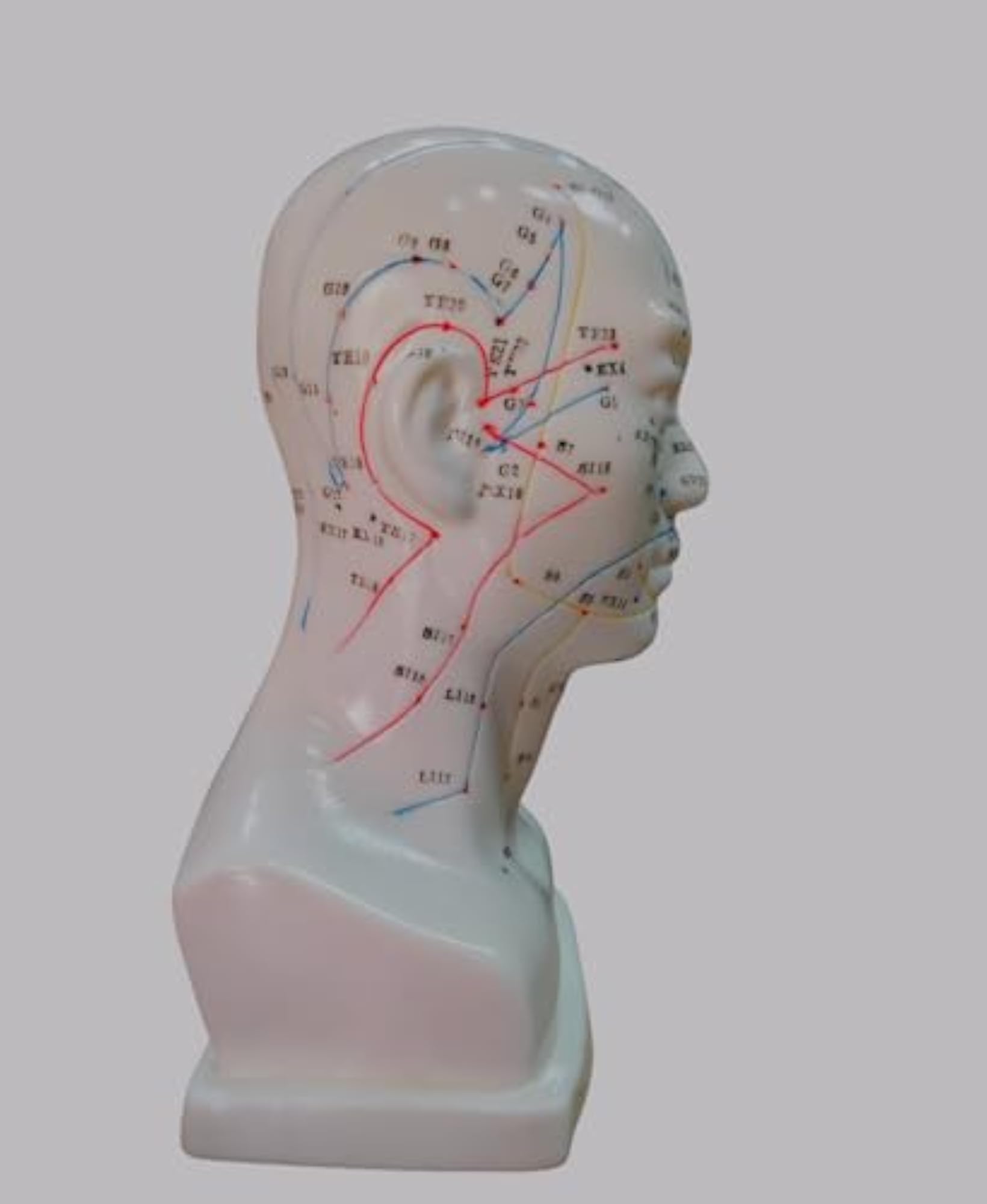 AcuPhysio Human Acupuncture Head Point Guide