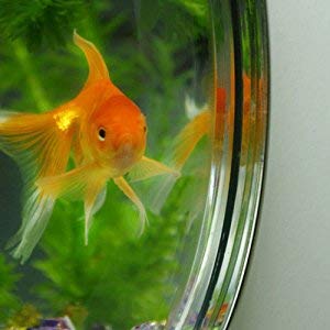 Amazon | EJG 壁掛け水槽 観葉植物 アクアリウム 花瓶、壁掛け水培養