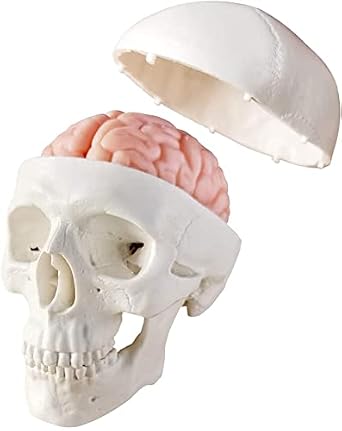 Miniature Human Skull Anatomy Model W/Brain, 3 Part Half Life Size | EVOTECH SCIENTIFIC Human Head with Brain for Medical Anatomy Teaching Learning, Educational Display Tool