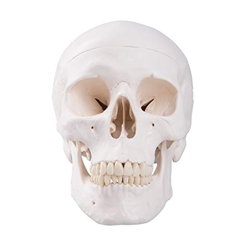 Image of Human Skull Anatomical Model, Life Size Replica Adult Human Anatomy Head Model with Removable Skull Cap and Articulated Mandible, Labeled Diagram Poster Included