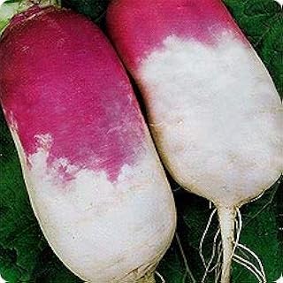 Turnip Purple Top White Globe Seeds for Planting up to 20 Seeds