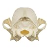 Skulls Unlimited Real Coyote Skull Model Animals Specimen for Science Education A Quality