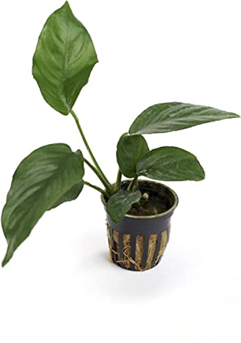 Potted Anubias Barteri Aquarium Plant by West Coast Aquatics