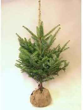 314C1wHUYUL._AC_UF350,