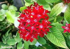 See full amazon price history chart for PlantaZee pentas Multicolour Plant - Healthy Flowering Gardening Plant PlantaZee pentas Multicolour Plant - Healthy Flowering Gardening Plant (B09G6Z5JTR) Amazon Price History, Amazon Price Tracker