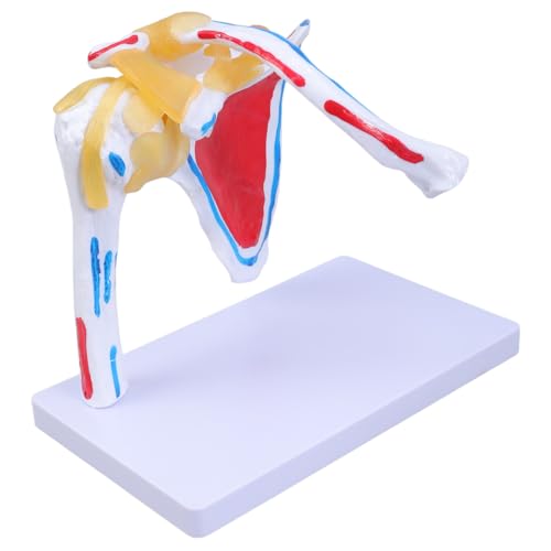Modèle anatomique de l'articulation de l'épaule humaine pédagogique en PVC