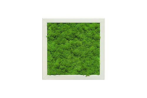 Moosbild aus Islandmoos und Rentiermoos für Wanddekoration