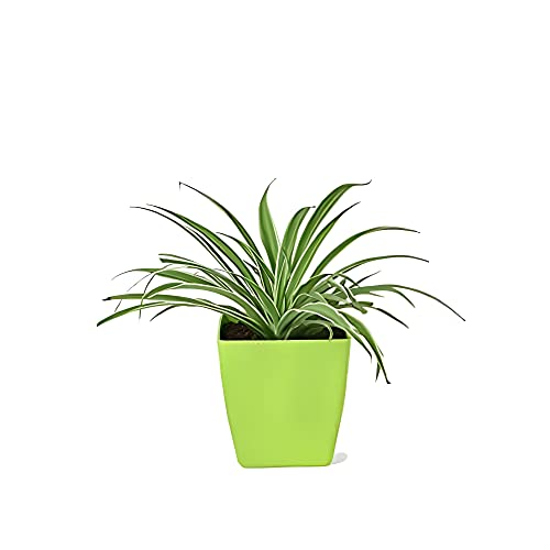 Image of Indoor Air Purifying Spider Plant in Decorative Pot | Natural Aesthetic Live Plant for Home & Office | Low Maintenance Tabletop Greenery(3Inch Pot, Assorted Colour) (Spider)