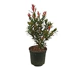 callistemon mini red Fácil de Mantener: Requiere bajo mantenimiento una vez establecido, adaptándose bien a una variedad de condiciones de suelo y clima.