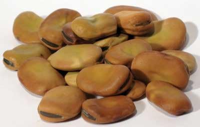 Herbs: Fava Beans (Mojo Beans)