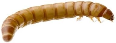 Sunshine Acre Worm Farm 250 Medium Fresh Live Mealworms