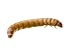250 Medium Fresh Live Mealworms
