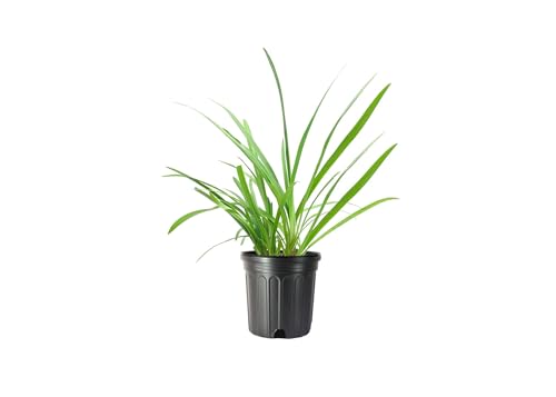 Agapanthus Africanus Lily of The Nile | 2 Large Gallon