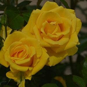 Amazon バラ苗 レヨンドゥソレイユ 国産大苗裸苗 フロリバンダ Fl 四季咲き中輪 修景用 黄色系 花