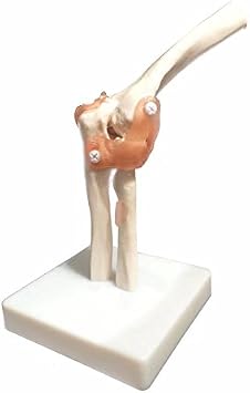 BoNew Life Size Elbow Joint Anatomical Model Skeleton - Human Medical Anatomy