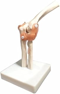 بونيو- نموذج تشريحي لمفصل المرفق بالحجم الطبيعي للهيكل العظمي - التشريح الطبي البشري