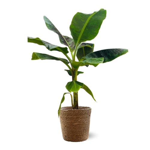 Attitude Jardin - Bananier musa avec panier en jonc de mer - plante d'intérieur & extérieur - 70-80 cm - ⌀ 21 cm - purificateur d'air