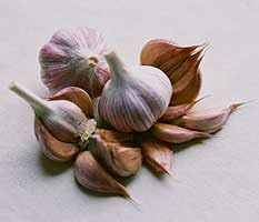 Garlic - Purple Stripe Red Chesnok Organic Seeds
