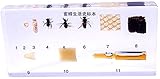 Tamaño: 14 * 1.8 * 6.4cm HUIJ Espécimen de Insecto,Resina de Insecto,Ciclo de Vida del espécimen de Abeja,pisapapeles,colección de taxidermia incrustada en espécimen de incrustación de Bloque de Lucita Clara