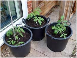 PlantaZee Tomato live plants for home garden (B0CTQCMZVN) Amazon Price History, Amazon Price Tracker