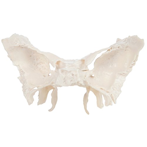 Axis Scientific Human Sphenoid Bone Model | Cast From A Real Human Sphenoid Bone Specimen | Life Size Replica Details All Fissures, Canals, And Processes | Includes Product Manual #TOP4