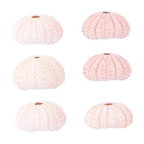 Levemolo 6 Piezas Maceteros Conchas Mar Maceta Natural Erizo Mar Soporte para Plantas Aire Decoración Interior Creativa para Balcón y Escritorio Color Aleatorio