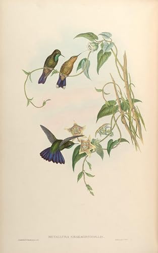 Poster Oiseau Metallura Smaragdinicollis Toile Décoration Chambre 60x90