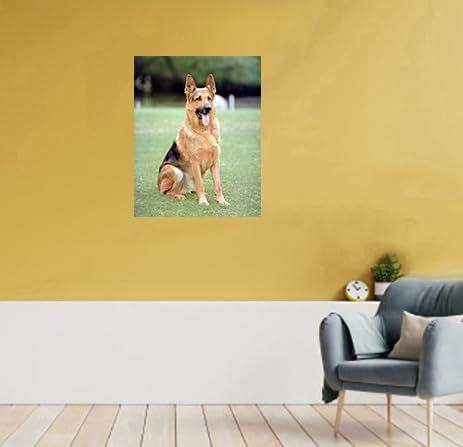 Amazon.com: Impact Posters Gallery German Shepard Dog Animal Wall