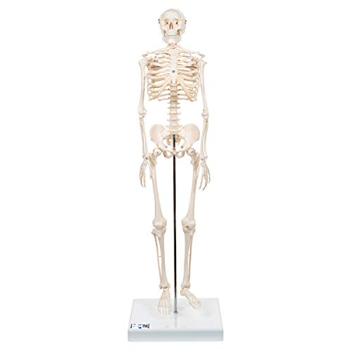 3B Scientific A18 Mini-Skeleton-Pelvic Mounted - 3B Smart Anatomy