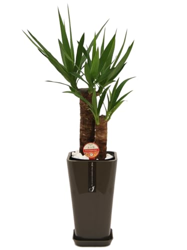 観葉植物 6号 ユッカ」の人気商品一覧 | 安い商品を通販サイト