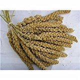 Millet Sprays 500g