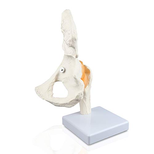 Image of Parco Scientific PB00040 Classic Functional Hip Joint Model, Articulates with Life Like Flexible Ligaments, Features Femur, Hip Bone & Surrounding Ligaments