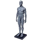 Menschliches Körpermodell Muskelmodell Orthopädie Malmodell Hochwertiges Anatomiemodell 30cm Medizinisches Modell Anatomie Des Menschlichen Körpers Medizinische Ausbildung Orthopädische Chirurgie Mä