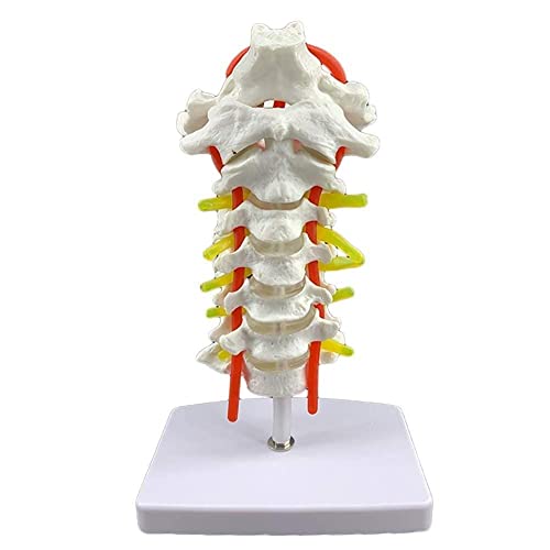ZJFHEYUO Modelo de vértebra Cervical de investigación científica Modelo anatómico de vértebra Cervical Arteria Nervios espinales con ligamentos Nervios espinales Arteria carótida