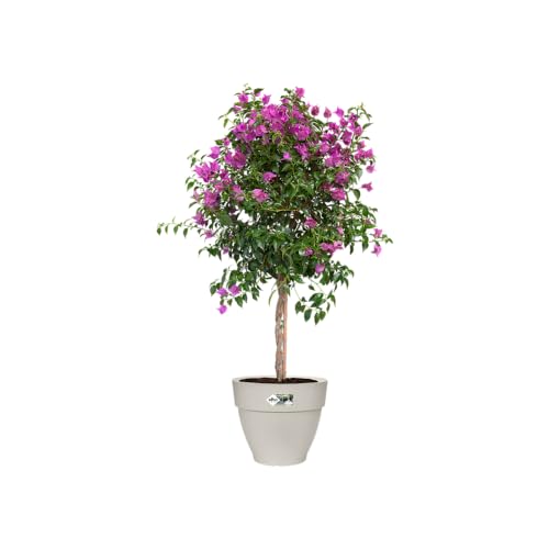 Pot de fleurs pour extérieur Elho Vibia Campana Rond 40 blanc soie - 4